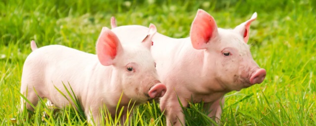 В Ульяновске из воинской части сбежало стадо свиней